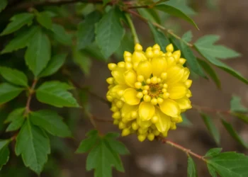 Planta que produce oro