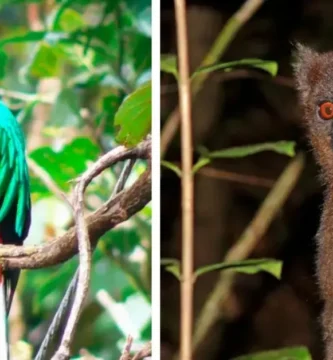 Animales raros encontrados en la selva amazónica
