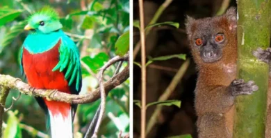 Animales raros encontrados en la selva amazónica