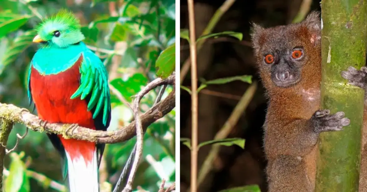 Animales raros encontrados en la selva amazónica