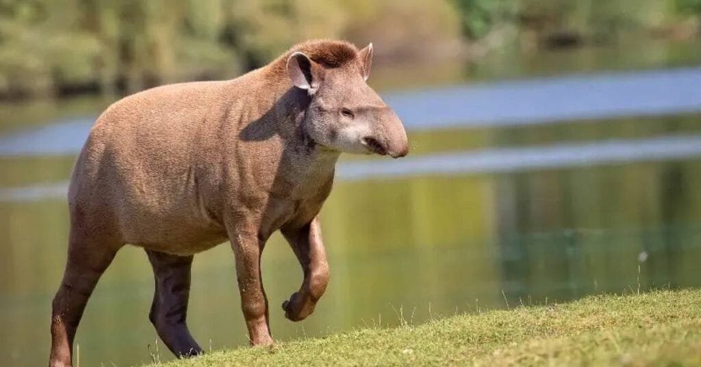 El tapir sudamericano