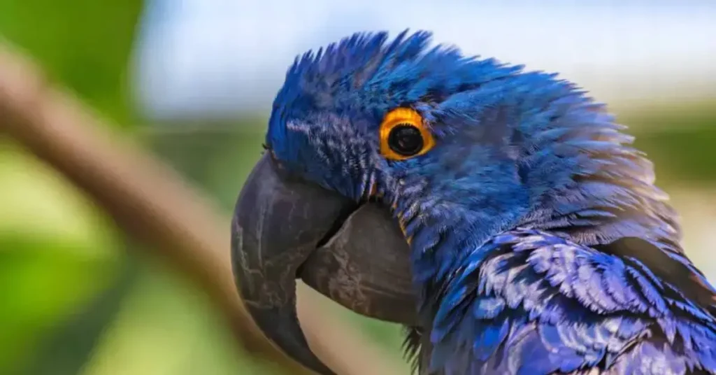 Guacamayo jacinto