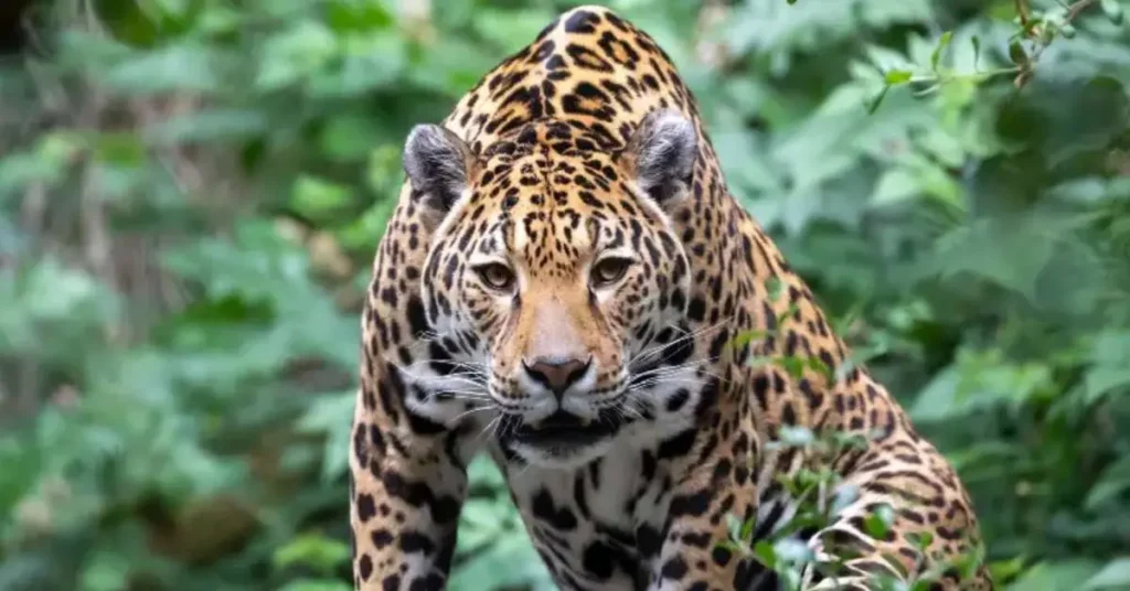 Jaguar amazónico