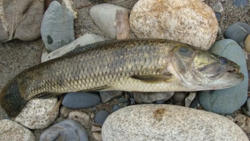 El guanchiche de agua dulce