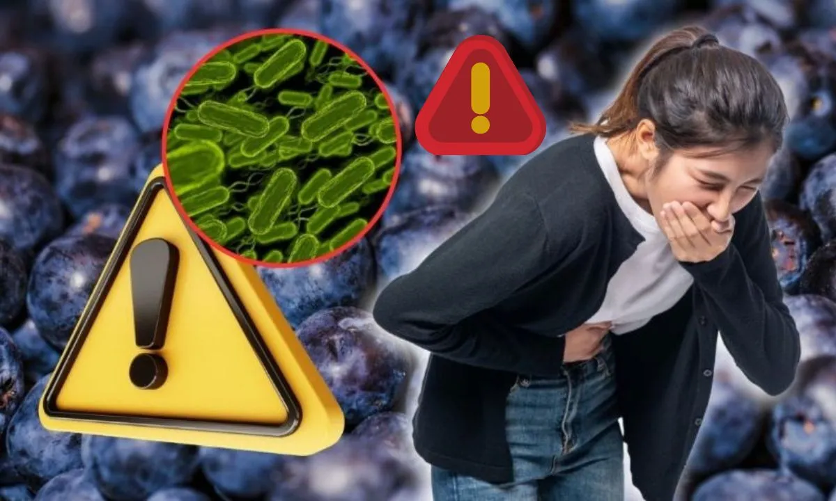 Retiran del mercado 55,000 libras de arándanos